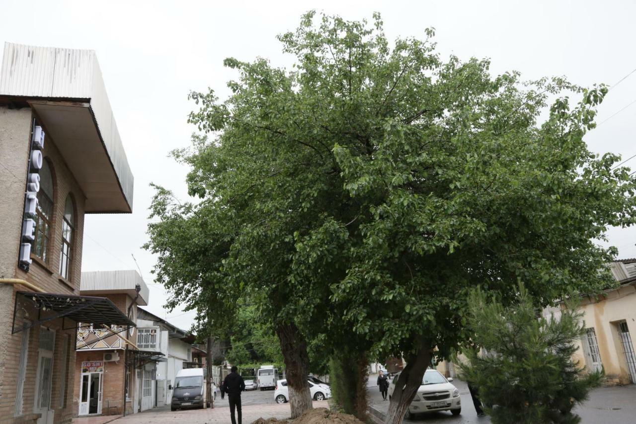 Gulsara Hostel Samarkand Ngoại thất bức ảnh